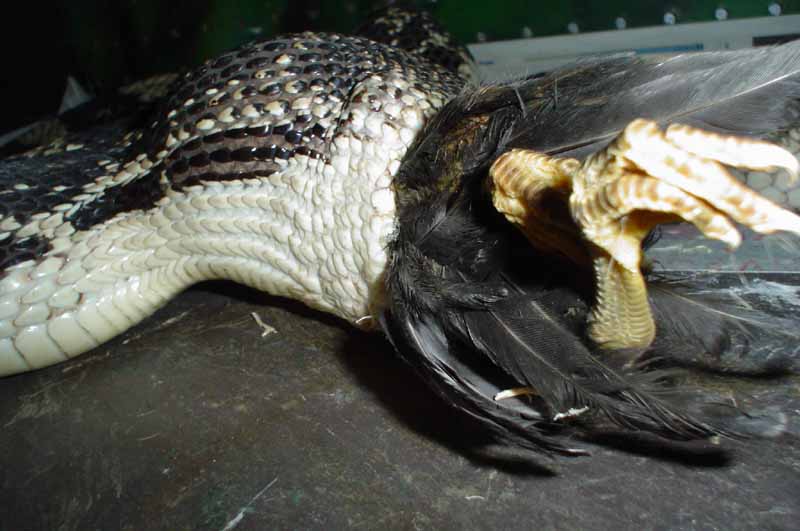 N.P. female eats chick