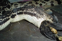 N.Pine eating chick