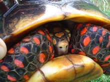 big male redfoot 2006
