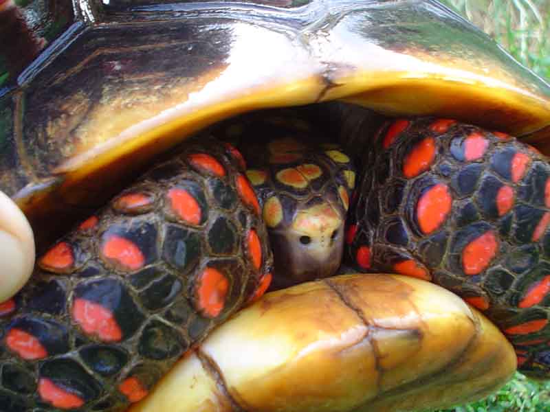 big male redfoot 2006