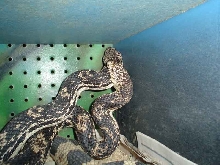N Pines breeding 1