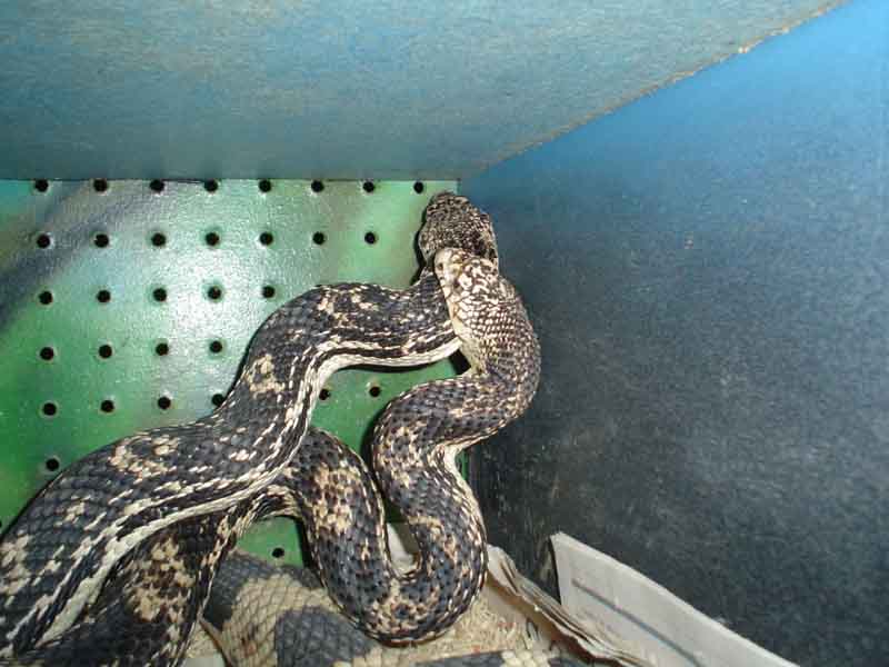 N Pines breeding 1