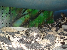N.P breeding 2