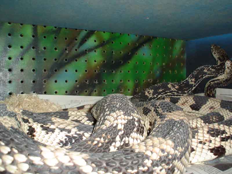N.P breeding 2