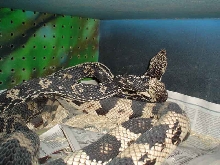N.P. breeding 2007