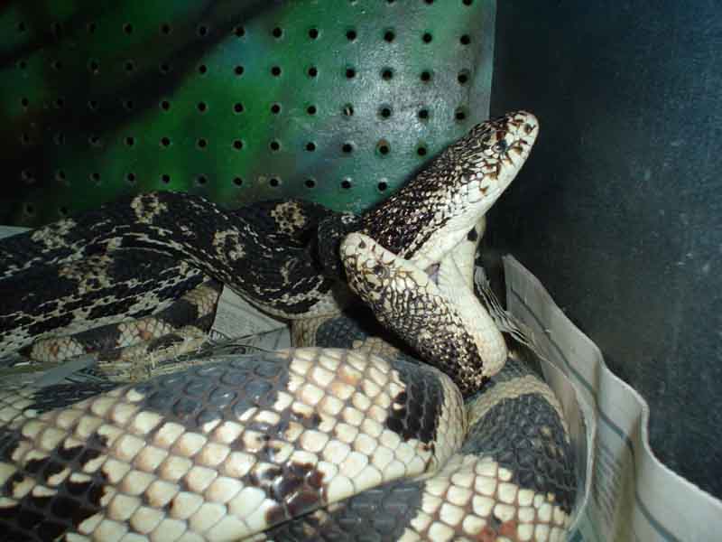 N.P. breeding 2007 March3