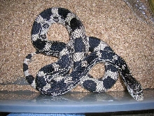 2007 Northern Pine Female