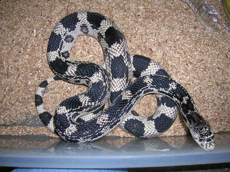 2007 Northern Pine Female