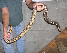 Female  2006 Louisiana Pine