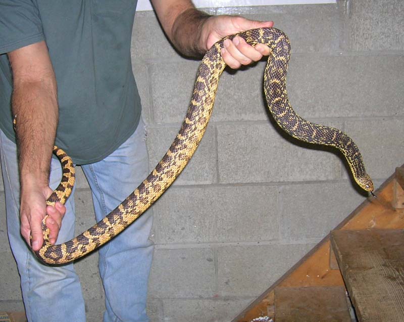 Female  2006 Louisiana Pine