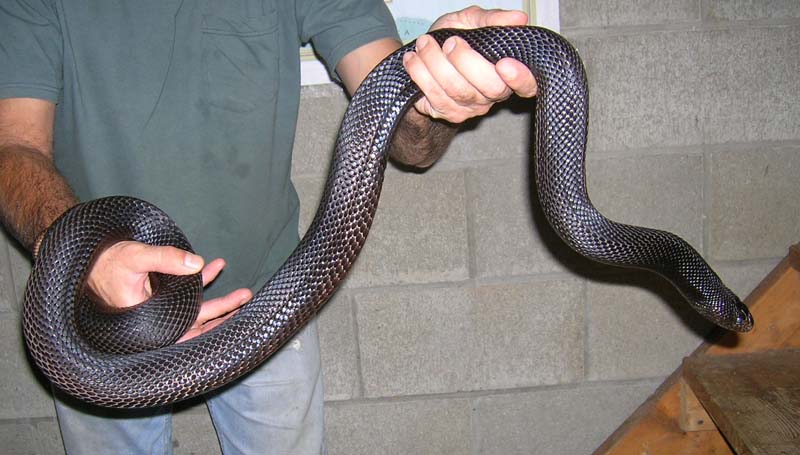 Black Pine Female breeder #2