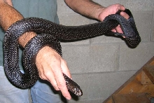 Female #2 BP