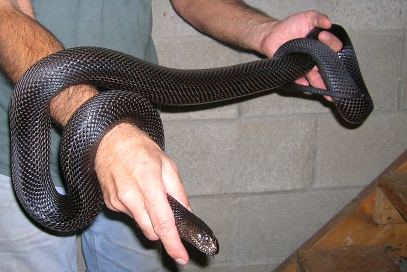 Female #2 BP