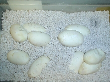 Black pine female #2 eggs(10)
