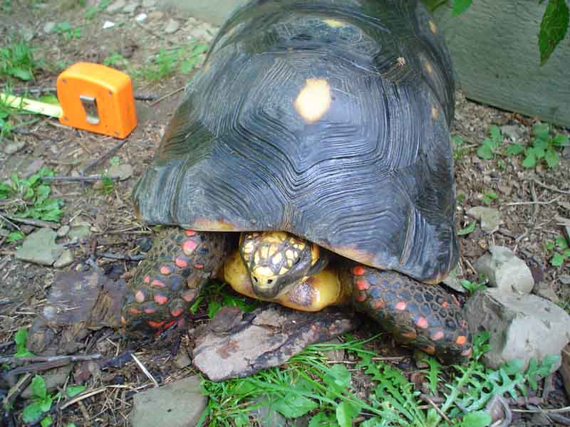 big male red