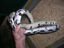2007 Northern Pine Male