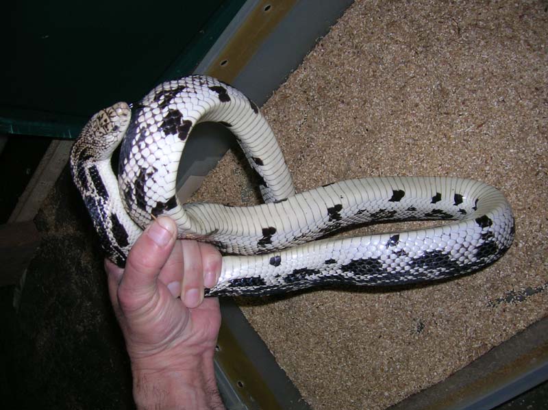 2007 Northern Pine Male