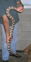 Male 2006 LA  Pine