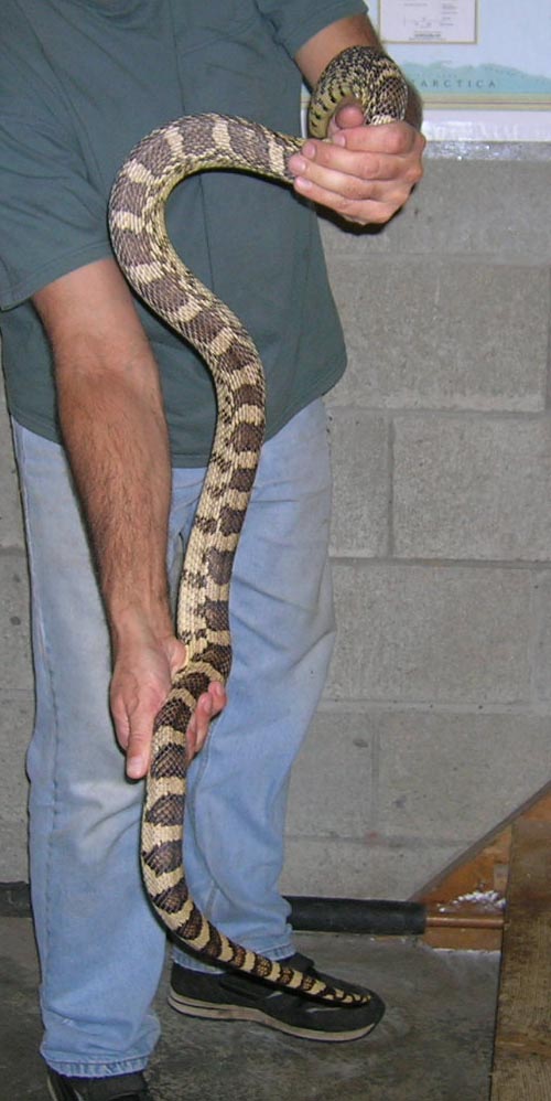Male 2006 LA  Pine