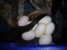 B P #1 eggs 5-05-08  tail
