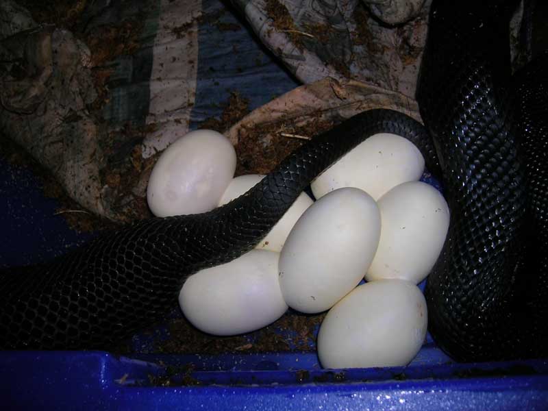 B P #1 eggs 5-05-08  tail