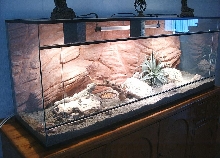My beardie's desert realm