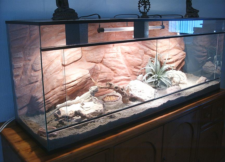 My beardie's desert realm
