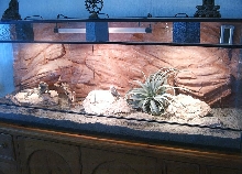 My beardie's desert realm