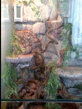Jungle setting