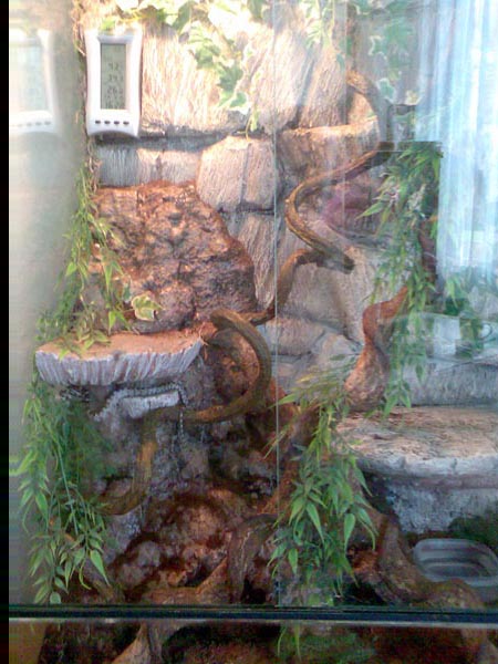 Jungle setting