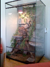 Jungle setting