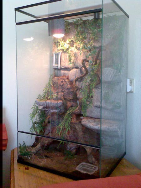 Jungle setting