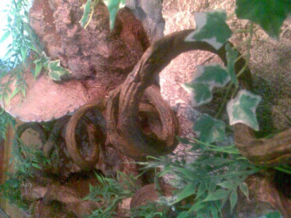Jungle setting detail