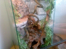 Jungle setting detail