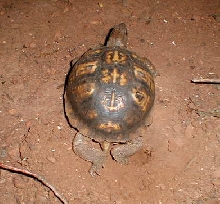 Turtles have a super strong will ! !