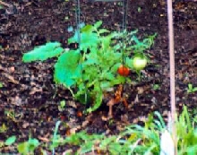 SCOUT THE TOMATO KILLER