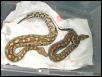 Red Blood Pythons