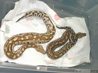Red Blood Pythons