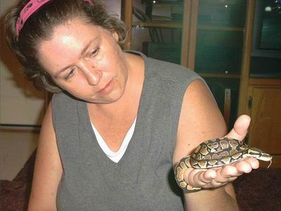 Female Ball Python