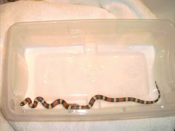 Nirah - Male Apricot Pueblan Milk Snake