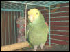 Double Yellow Head Amazon