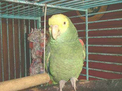 Double Yellow Head Amazon