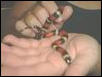 Ishtar - Female Apricot Pueblan Milk Snake