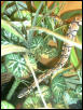 Female Ball Python
