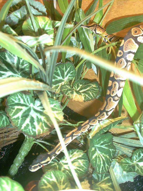 Female Ball Python