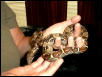 Columbian Boa Constrictor
