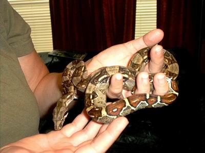 Columbian Boa Constrictor