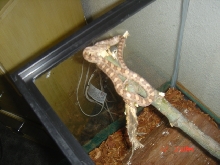 my snake