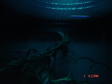 lizards