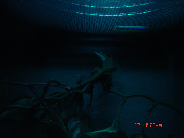 lizards